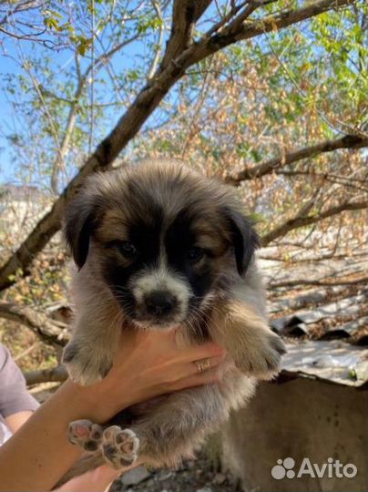 Щенки в добрые руки