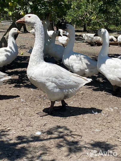 Гуси