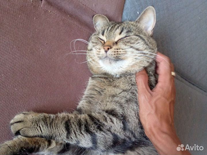 Кот Персик