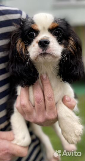 Кавалер кинг чарльз спаниель