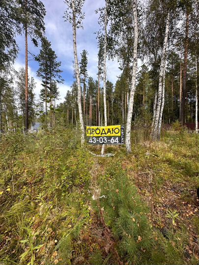 Участок 12,5 сот. (СНТ, ДНП)