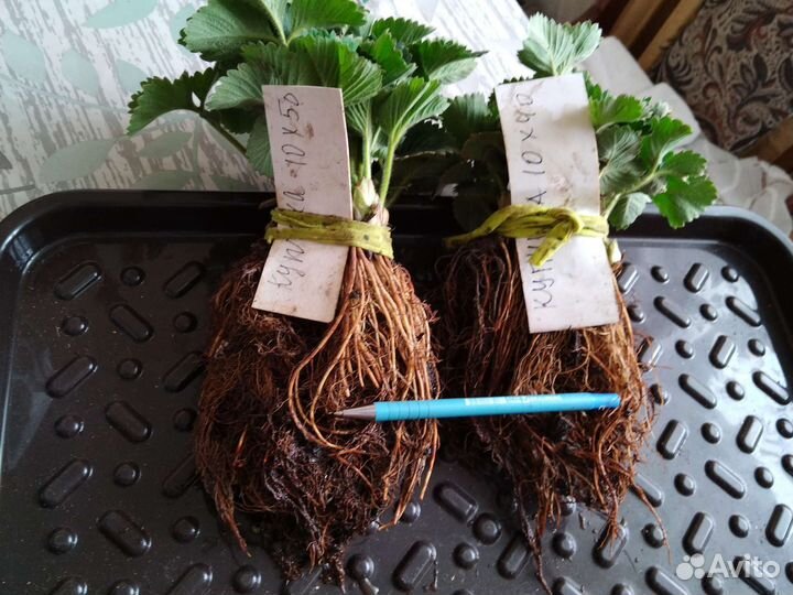 Земляника садовая, земклуника, усы