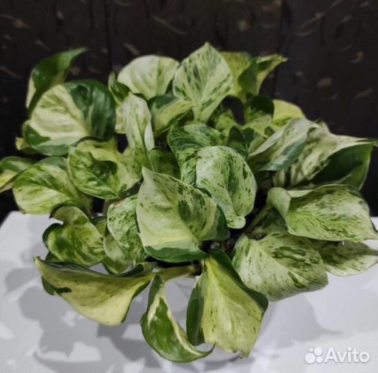 Эпипремнум