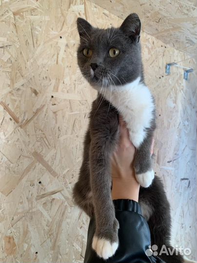 Кот в добрые руки