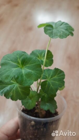 Пеларгония