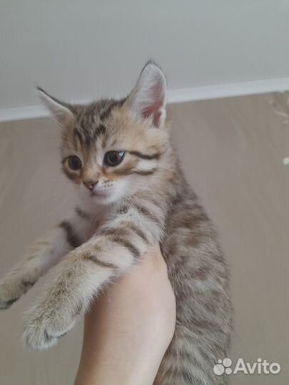 Отдам котят бесплатно.Сами кушают.Серый-девочка