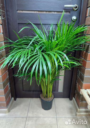 Пальма арека высотой 101 см