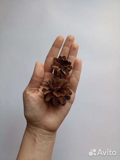 Шишки сосновые новогодний декор для поделок
