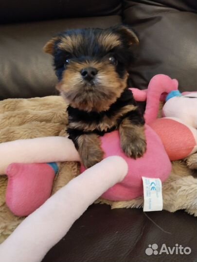 Йоркширский терьер мальчик и девочка