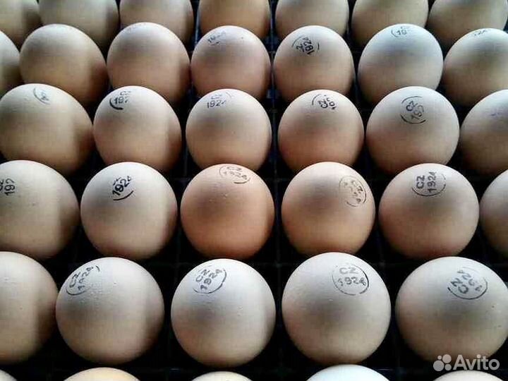 Инкубационное яйцо бройлера