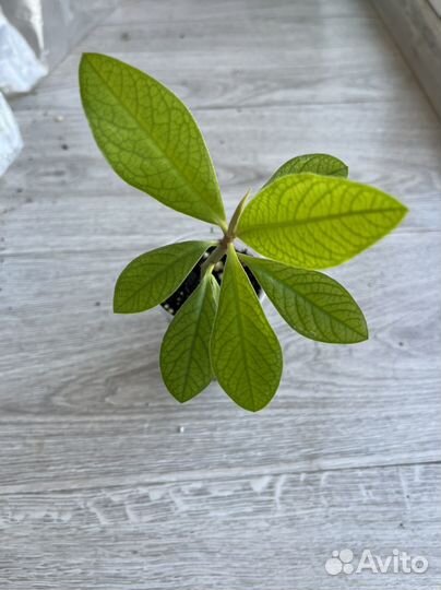 Синадениум (молочай)