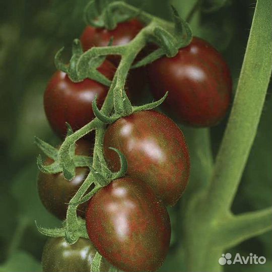 Томат чоко бэби плям F1, семена