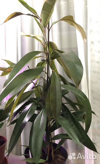 Фикусы- Триангулярис Вайт М, Кинг, суккуленты