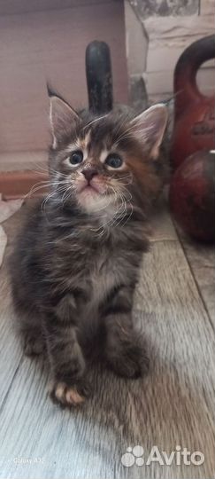 Котята мейн-кун