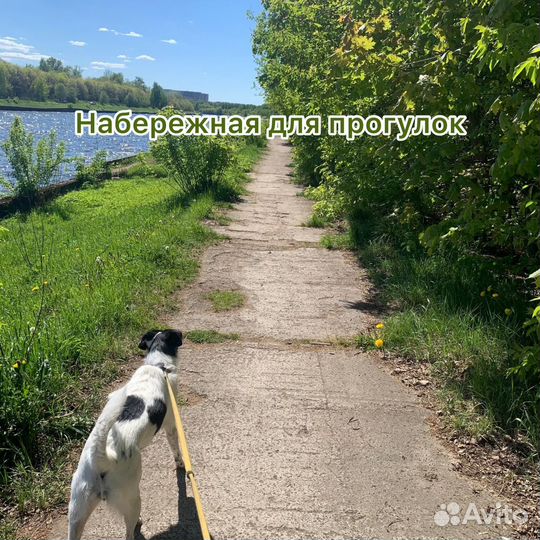 Зоогостиница, Передержка собак, зоотакси