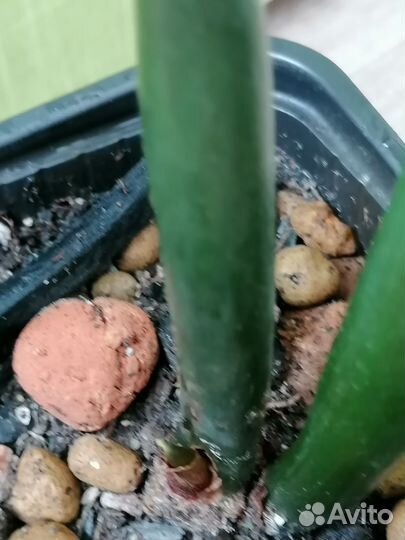 Монстера манки, Сингониум