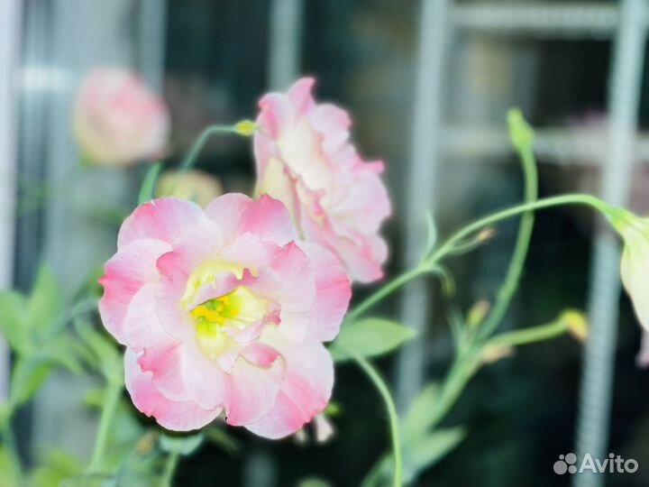 Рассада эустомы