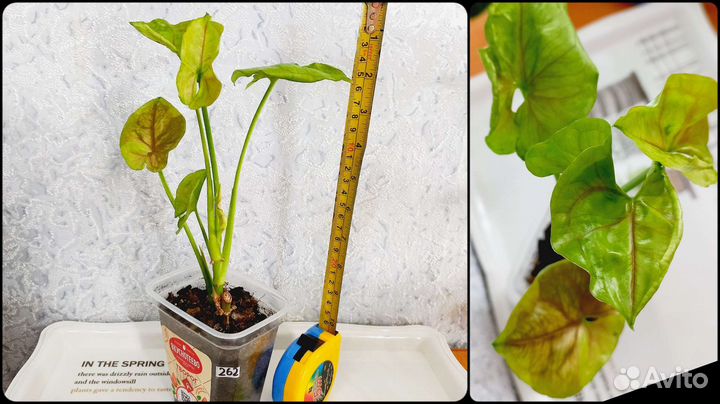 Рипсалис, Сингониум, Сциндапсус, Эпипремнум, Санс