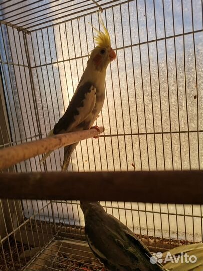 Попугай корелла