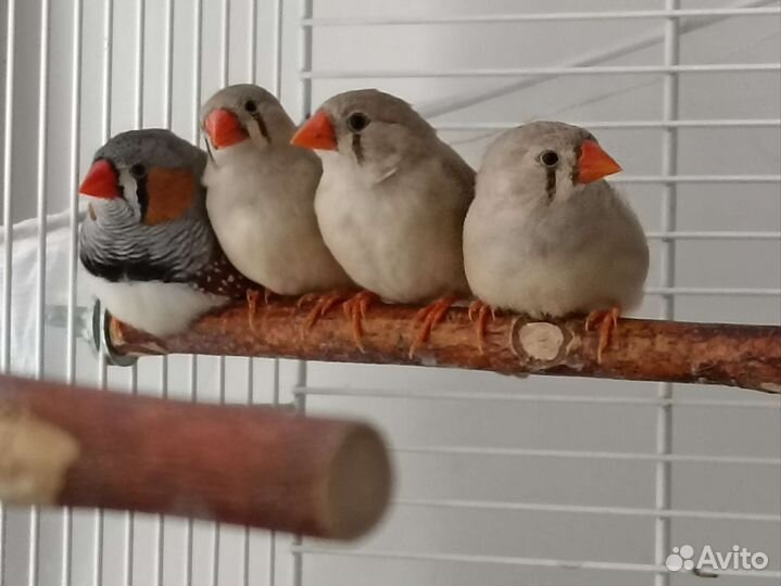 Зебровые амадины