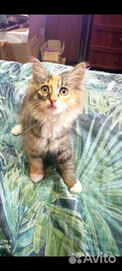 Котенок-девочка трёхцветный