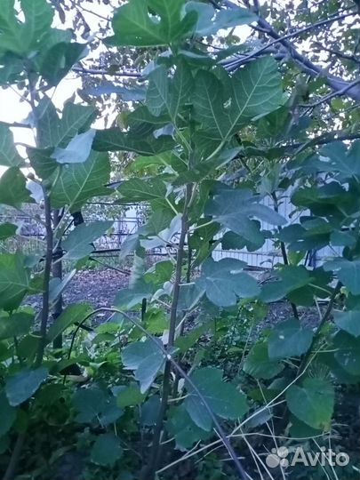 Саженцы инжира