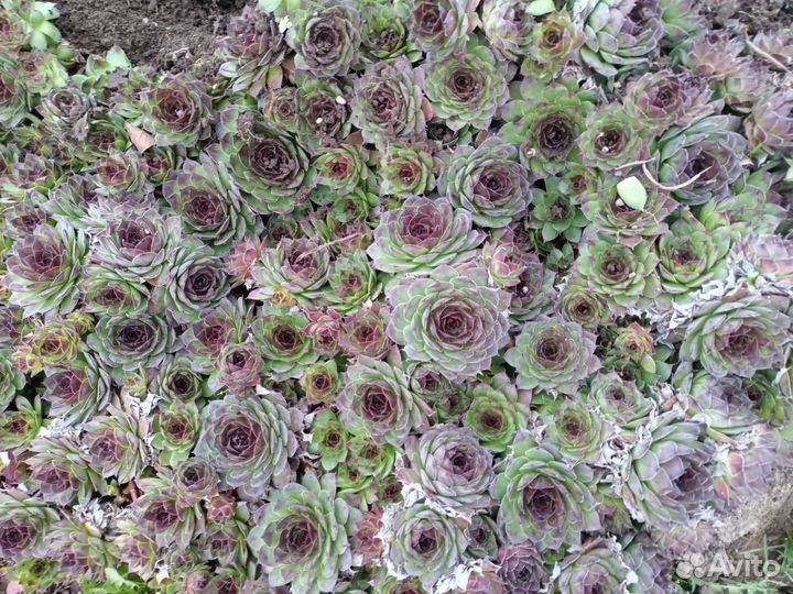 Молодило (каменная роза)