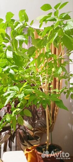 Гибискус китайская роза