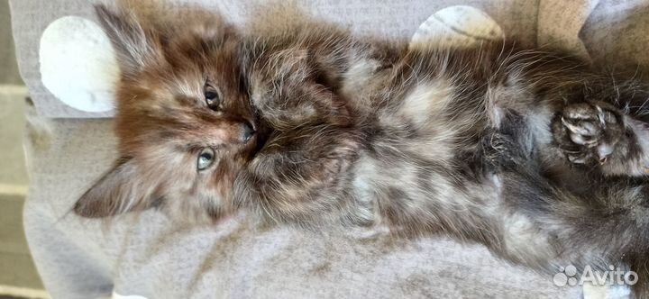 Отдам котят в добрые руки. 3девочки и 1 мальчик