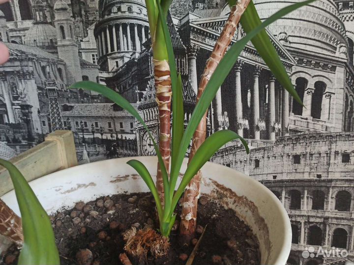 Комнатные цветы, пальмы, юка и драцена