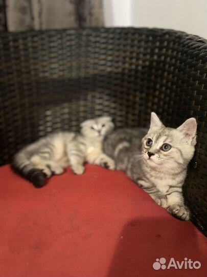 Шотландские котята