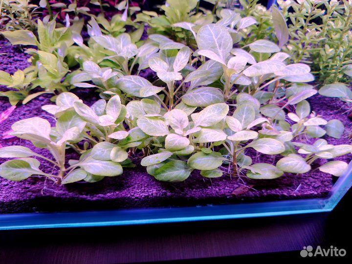 Аквариумные растения