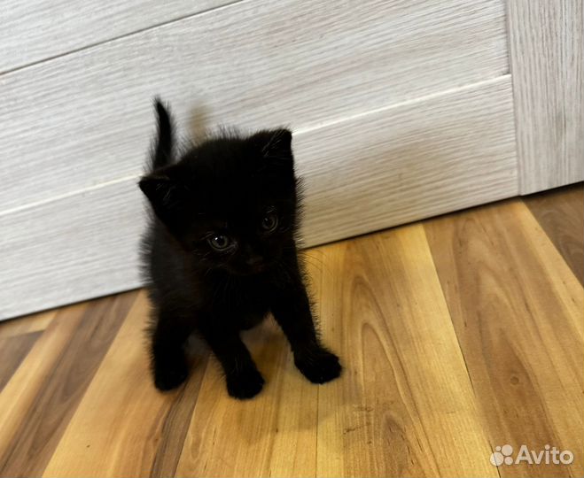 Шотландский котенок