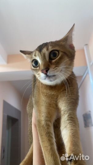 Абиссинская кошка