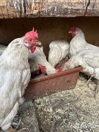 Куры несушки