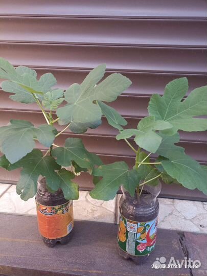 Саженцы инжира домашнего