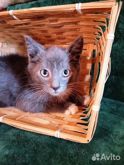 Котенок мальчик