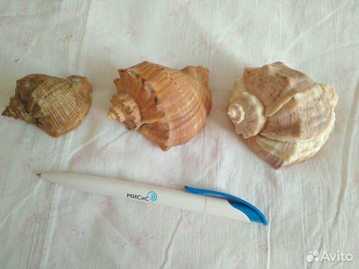 Ракушки морские