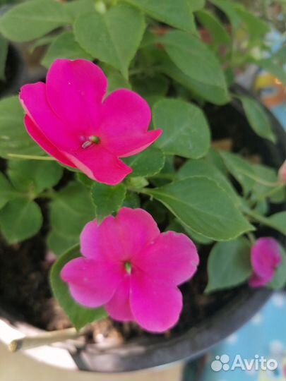 Бальзамин разных расцветок