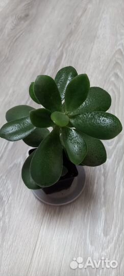 Денежное дерево. Крассула