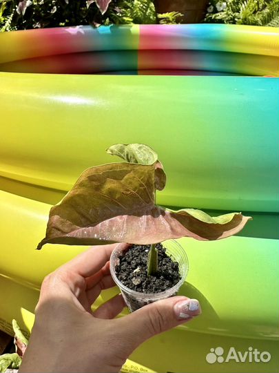 Сингониум неон