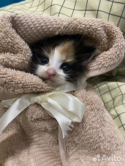 Котенок девочка в добрые руки