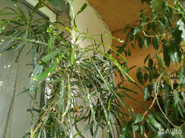 Комнатные растения