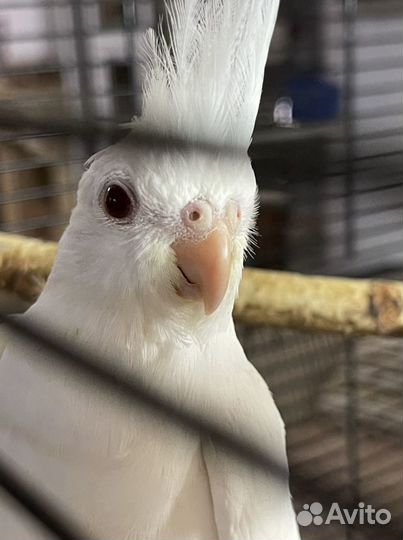 Птенцы кореллы