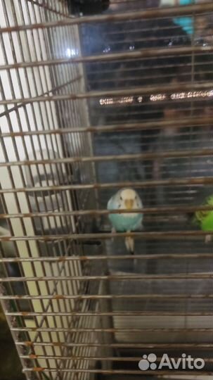 Продам золотую клетку с попугаем или без