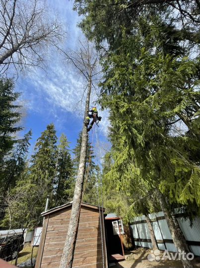 Спил деревьев