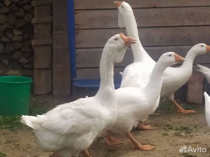 Гуси на племя