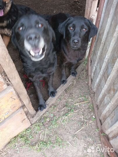 Лабрадоры бесплатно