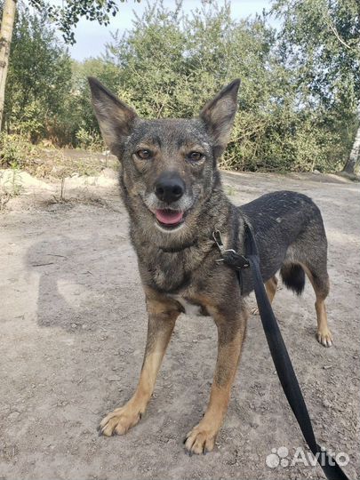 Самая маленькая собака приюта