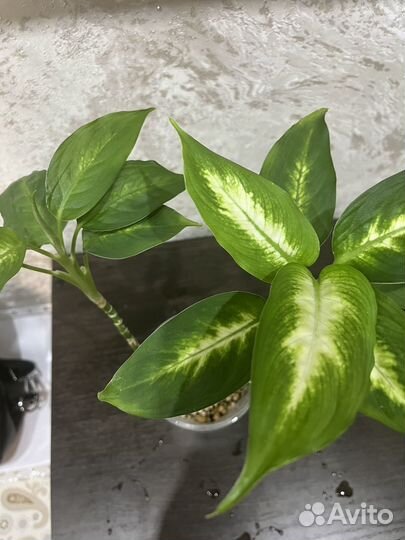 Комнатные растения